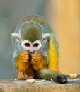 Squirrel Monkey