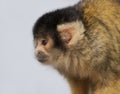 Squirrel monkey