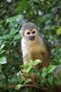 Squirrel Monkey