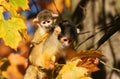 Squirrel monkey Royalty Free Stock Photo