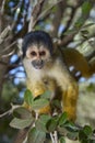 Squirrel monkey