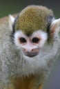 Squirrel Monkey Royalty Free Stock Photo