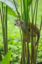 Squirrel Monkey in amazon rainforest Royalty Free Stock Photo