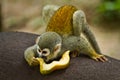 Squirrel monkey in amazon rainforest, Yasuni Royalty Free Stock Photo