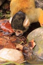 Squirrel monkey animal drinking