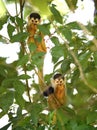 Squirrel monkey babies in tree, carate, golfo dulce, costa rica Royalty Free Stock Photo