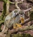 Squirrel Monkey with baby on back Royalty Free Stock Photo