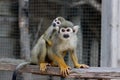 A squirrel monkey baby on his mother`s back in monkey park Royalty Free Stock Photo