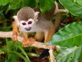 Squirrel monkey - River Safari Royalty Free Stock Photo