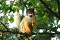 Squirrel monkey Royalty Free Stock Photo