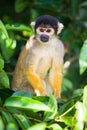 Squirrel monkey, Bolivia Royalty Free Stock Photo