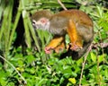 Squirrel monkey on branch Royalty Free Stock Photo