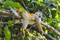 Squirrel monkey in a branch in Costa Rica Royalty Free Stock Photo