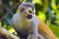 Squirrel monkey in a branch in Costa Rica Royalty Free Stock Photo