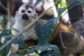 Squirrel monkey in a branch in Costa Rica Royalty Free Stock Photo