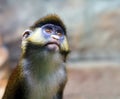 Squirrel monkey in a branch Royalty Free Stock Photo