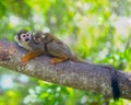 Squirrel Monkey on branch of tree animals Royalty Free Stock Photo