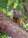 Squirrel monkey on a branch tree in the rain forest Royalty Free Stock Photo