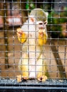 Squirrel Monkey Royalty Free Stock Photo