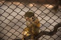 Squirrel monkey in the cage Royalty Free Stock Photo
