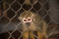 Squirrel monkey in the cage Royalty Free Stock Photo
