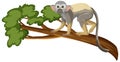 Squirrel Monkey Cartoon Character On A Branch Isolated On White Background