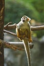 Squirrel monkey in chiangmai zoo chiangmai Thailand