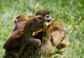 A Squirrel Monkey Child Chewing a Straw