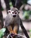 A Squirrel Monkey climbing a tree Royalty Free Stock Photo