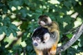 Squirrel monkey climbing Royalty Free Stock Photo