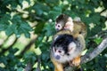 Squirrel monkey climbing Royalty Free Stock Photo