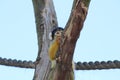 A Squirrel Monkey Royalty Free Stock Photo