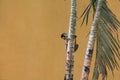 Squirrel Monkey Climbing Tree in Costa Rica Royalty Free Stock Photo