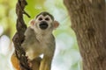 Squirrel monkey climbing in a treetop Royalty Free Stock Photo