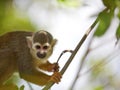 Squirrel Monkey