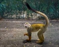 Squirrel Monkey (Common Squirrel Monkey) resting.