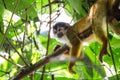 Squirrel Monkey