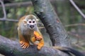 Squirrel Monkey eating Royalty Free Stock Photo