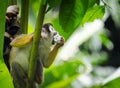 Squirrel monkey eating a banana he is sitting on a tree branch Royalty Free Stock Photo