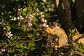 Squirrel monkey eating berries Royalty Free Stock Photo