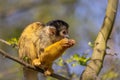 Squirrel monkey eating on a branch. Royalty Free Stock Photo