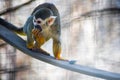 Squirrel monkey eating on branch tip with hand Royalty Free Stock Photo
