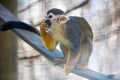 Squirrel monkey eating on branch tip with hand Royalty Free Stock Photo
