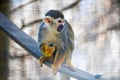 Squirrel monkey eating on branch tip with hand Royalty Free Stock Photo