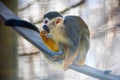 Squirrel monkey eating on branch tip with hand Royalty Free Stock Photo