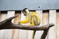 A squirrel monkey eating fruits on a branch at the London Zoo Royalty Free Stock Photo