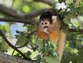 Squirrel monkey eating Royalty Free Stock Photo