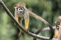 Squirrel monkey family Royalty Free Stock Photo
