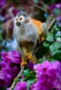 The squirrel monkey and flowers Royalty Free Stock Photo