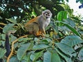 Squirrel monkey in the forest looking down at us from a tree Royalty Free Stock Photo